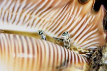 Конюшина молюсків дивиться з оболонки — стокове фото