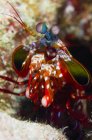 Mantis shrimp in Australia — Stock Photo
