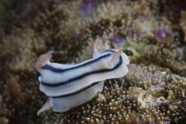 Nudibranchia che si nutre di barriera corallina — Foto stock