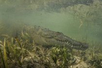 American saltwater crocodile in water — Stock Photo