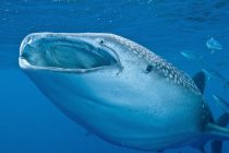 Tiburón ballena nadando con la boca abierta - foto de stock