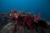 Fish swimming over soft corals — Stock Photo