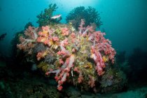 Рифова сцена з коралами і жовтим хіноїдом — стокове фото
