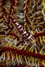 Mimic shrimp on crinoid — Stock Photo