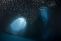 Manada masiva de sardinas - foto de stock