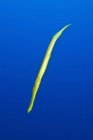 Жовтий trumpetfish в блакитна вода — стокове фото