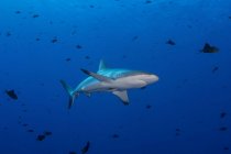 Tiburón arrecife gris en agua azul - foto de stock