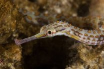 Scribbled Pipefish on pink sponge — Stock Photo