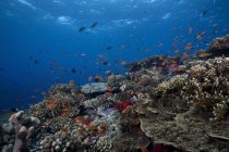 Schooling anthias poissons et coraux — Photo de stock
