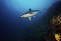 Tiburón plateado grande en arrecife profundo - foto de stock