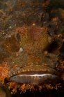 Skorpionfische Gesicht Nahaufnahme — Stockfoto