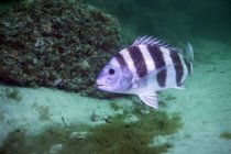 Sheepshead in channel of Sent Andrew Bay — Stock Photo