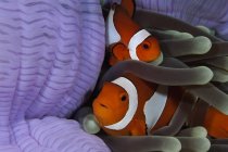 Par de esconder palhaço Anemonefish — Fotografia de Stock