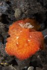 Discodoris sp. Морской слизняк — стоковое фото