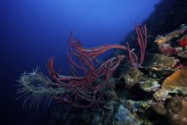 Esponjas de cuerda en arrecife profundo - foto de stock