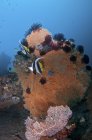 Bannerfish en abanico de mar marrón - foto de stock