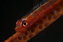 Красный неподвижный бычок на хлысте коралла — стоковое фото