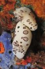 Joruna funebris sea slugs — Stock Photo