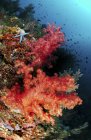 Coraux rouges mous et étoiles de mer bleues — Photo de stock