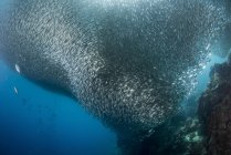 Massiccia scuola di sardine — Foto stock