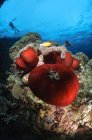 Plongeur et anémones magnifiques — Photo de stock