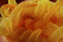Pólipos de coral de tubo amarillo con parásitos - foto de stock