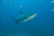 Бычья акула на сайте дайвинга Bistro — стоковое фото