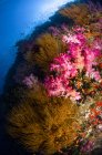 Чорний і м'яких коралів морський пейзаж — стокове фото