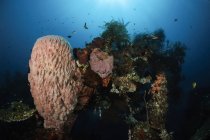 Barrel sponge on Liberty Wreck — Stock Photo