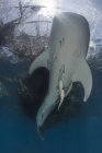Walhai schwimmt an die Oberfläche — Stockfoto