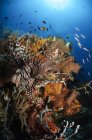 Pesce leone sulla barriera corallina — Foto stock
