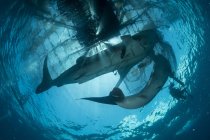 Tiburones ballena nadando a la superficie - foto de stock