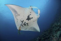 White-bellied reef manta ray — Stock Photo