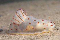Ginnodoris ceylonica nudibranch na Lagoa de Beqa — Fotografia de Stock