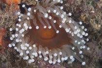 Anenome marino nella barriera corallina della Laguna di Beqa — Foto stock