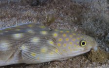 Sharptail eel searching for food — Stock Photo