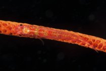 Червоний нерухомо Бичок на батіг coral — стокове фото