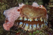 Інкрустоване oyster Губка — стокове фото