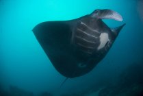 Black-bellied manta ray — Stock Photo