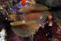 Feather duster worms — Stock Photo