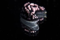 Nudibranch captured on mirror — Stock Photo