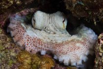 Polpo di barriera corallina a guardia del covo — Foto stock