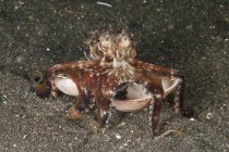 Кокосовый осьминог с моллюсками — стоковое фото