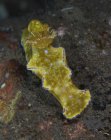 Зеленый и фиолетовый T-bar nudibranch — стоковое фото
