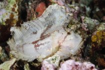 Scorpionfish à feuilles sur récif corallien — Photo de stock