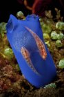Gobies on blue tunicate with eggs — Stock Photo