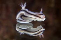 Nudibranch capturé sur miroir — Photo de stock