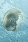 Qualle schwimmt nahe der Oberfläche — Stockfoto