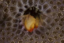 Cangrejo ermitaño que vive en pólipo de coral - foto de stock