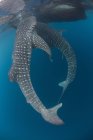 Китові акули плавають біля рибальських сіток — стокове фото